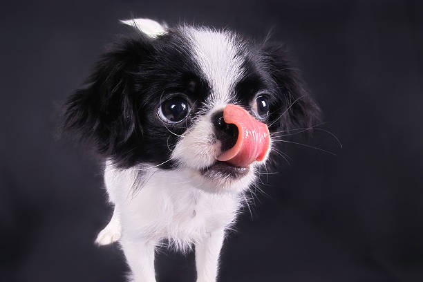 Japanese Chin Dog Breed