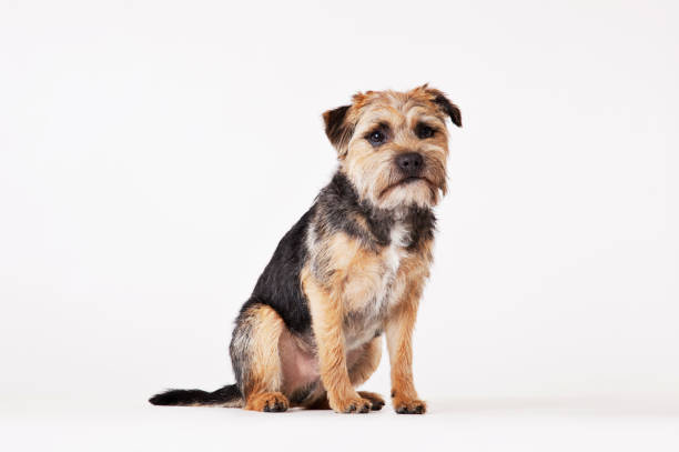 Border Terrier Dog Breed