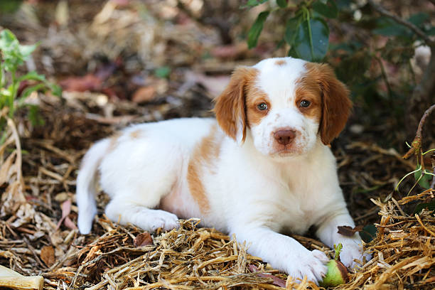 Brittany Dog Breed