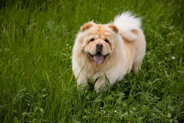 Chow Chow Dog Breed