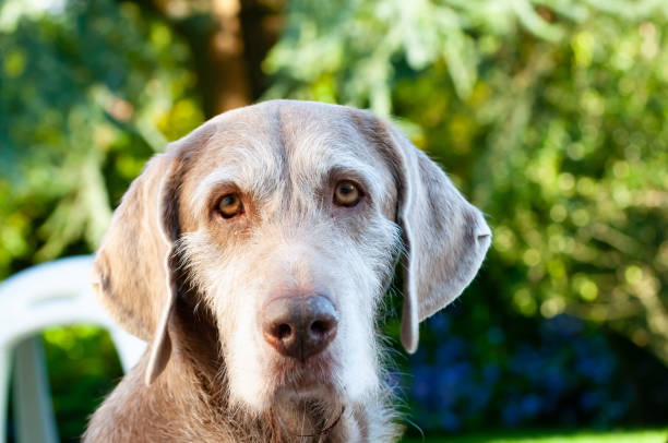 Slovakian Rough Haired Pointer