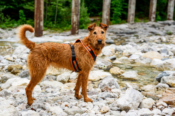 Glen Of Imaal Terrier