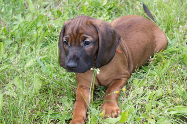 Bavarian Mountain Hound