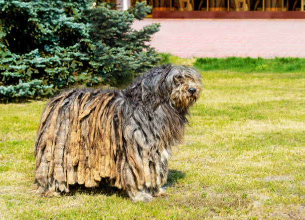 Bergamasco