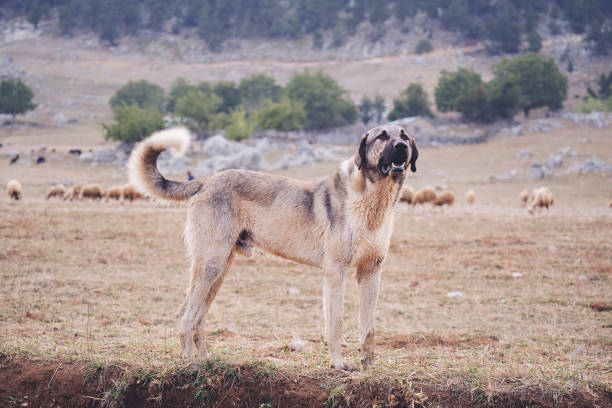 Anatolian Shepherd Dog