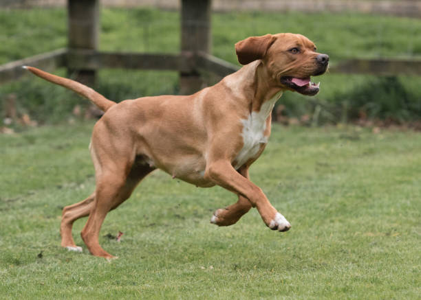 Portuguese Pointer