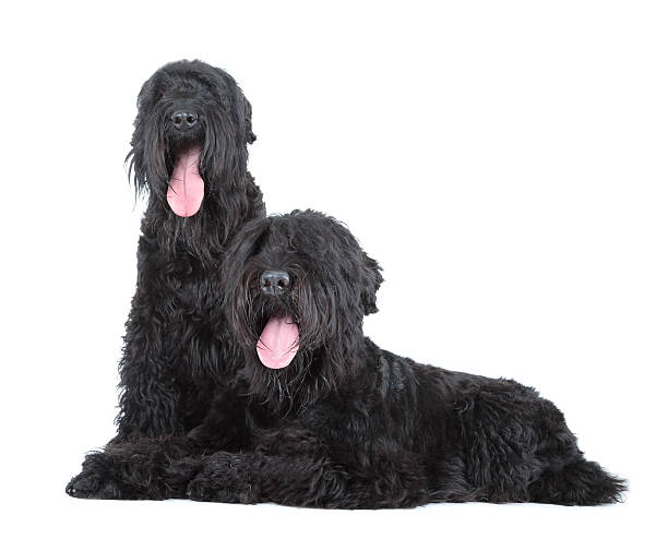 Russian Black Terrier