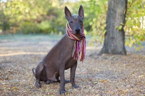 Xoloitzcuintle (Mex Hairless)