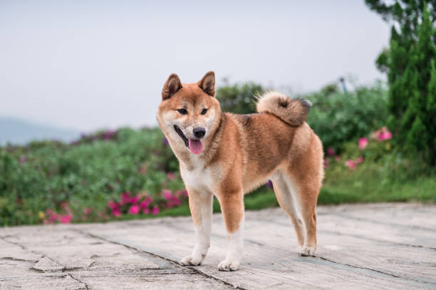 Canadian Eskimo Dog