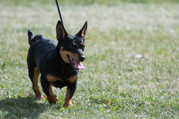 Lancashire Heeler