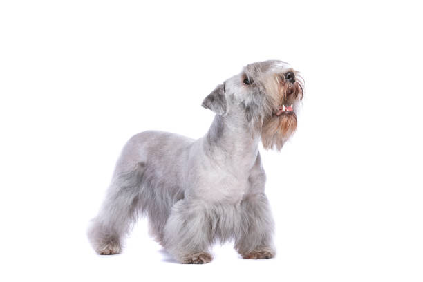 Cesky Terrier