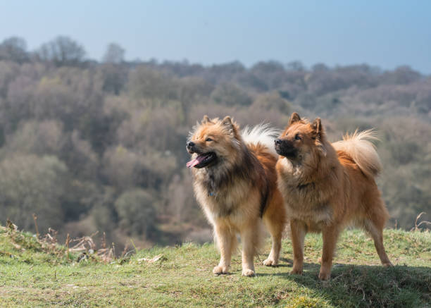 Eurasier