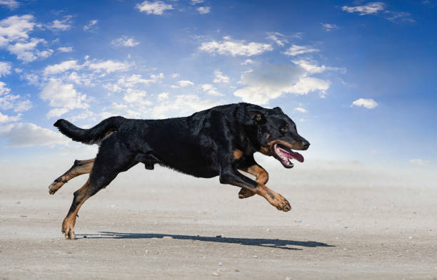 Beauceron