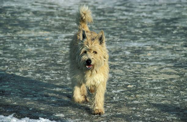 Picardy Sheepdog