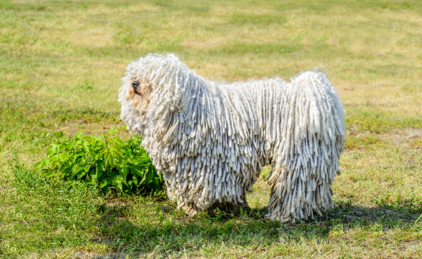 Komondor