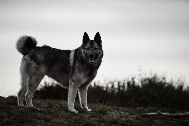 Norwegian Buhund