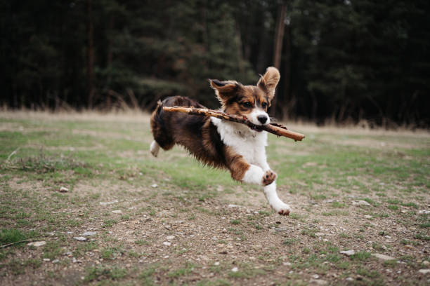 Kooikerhondje