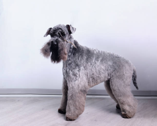 Kerry Blue Terrier