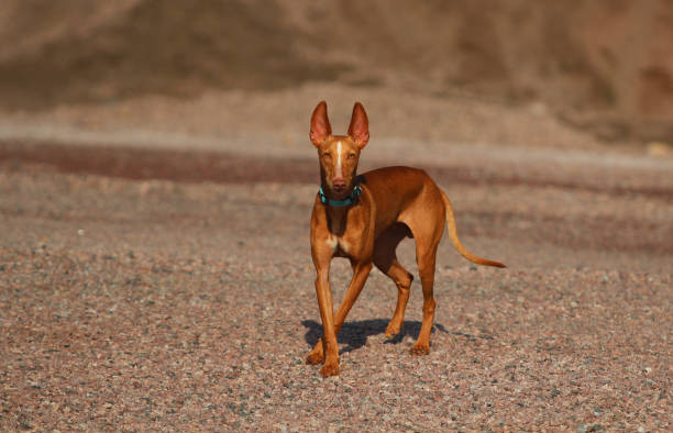 Cirneco Dell'Etna