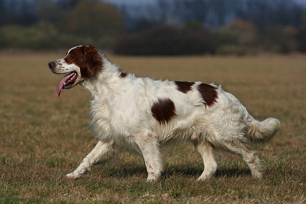 Irish Red &amp; White Setter