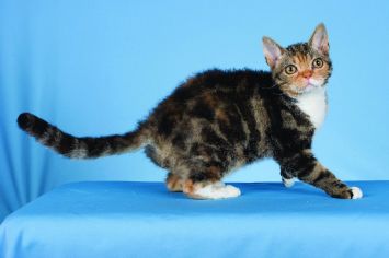 American Wirehair