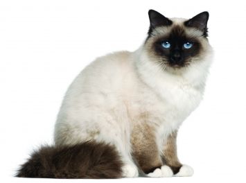 Birman