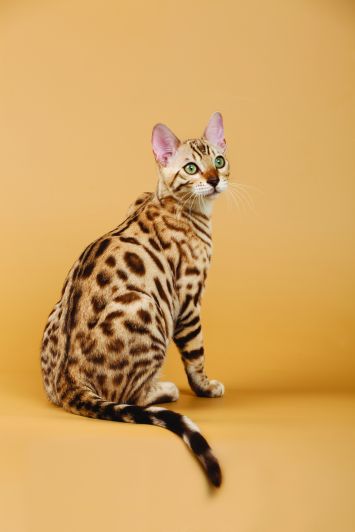 Bengal