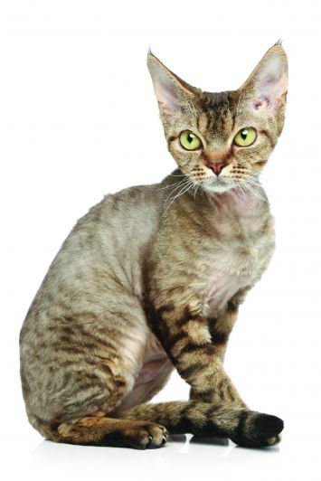 Devon Rex