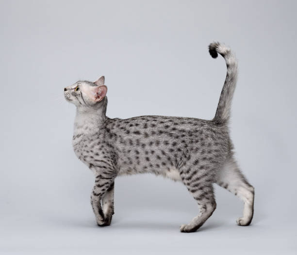 Egyptian Mau