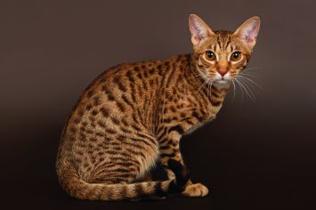 Ocicat