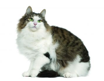 Norwegian Forest Cat