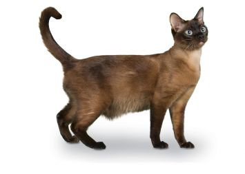 Tonkinese