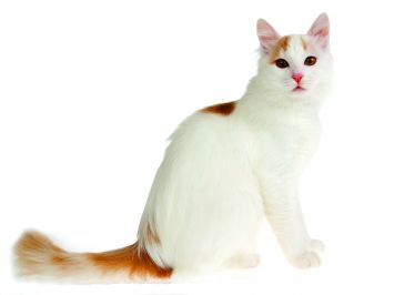 Turkish Van