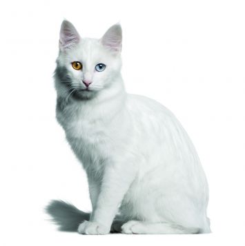 Turkish Angora