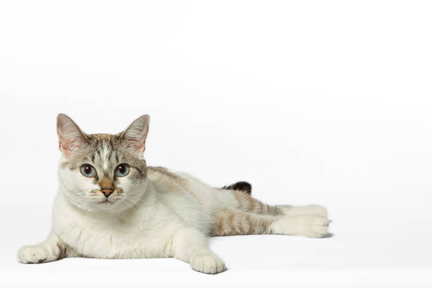 Brazilian Shorthair