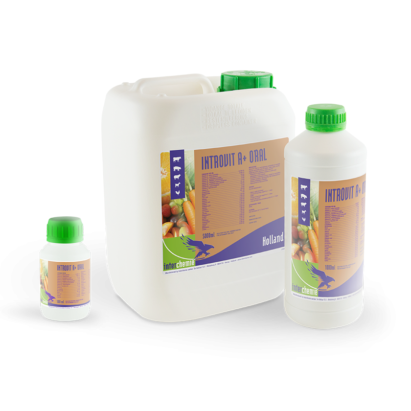 Introvit A+ Oral 1 LTR