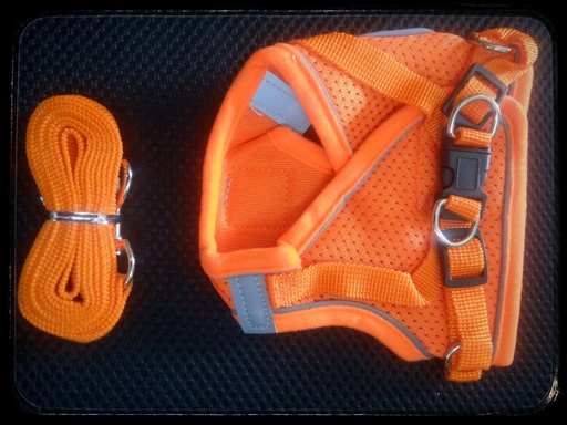 Orange harness and leash