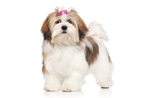 Lhasa Apso