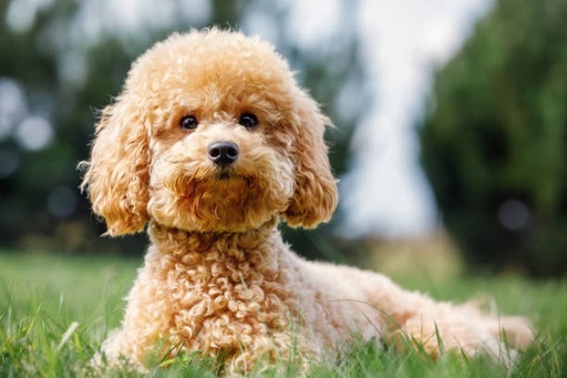 Poodle Dog