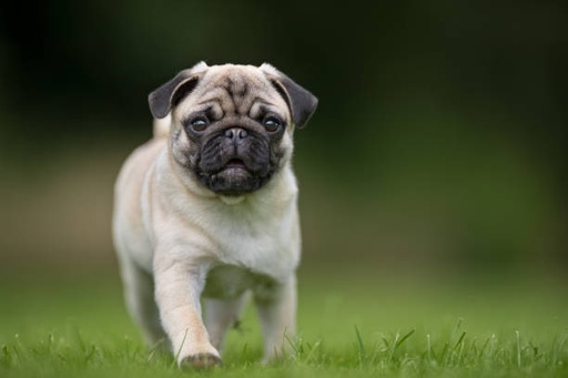 Pug dog breed