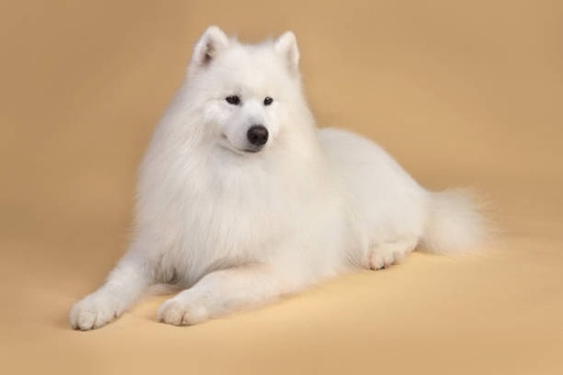 Samoyed Dog Breed