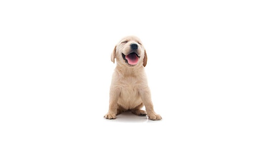 Labrador Dog Breed