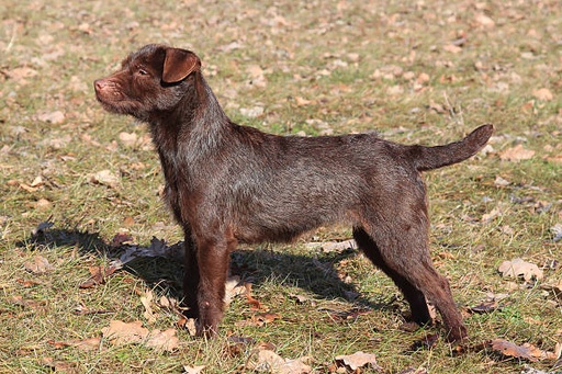 Lakeland Terriers