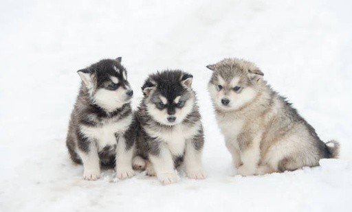 Alaskan Malamute Dog Breed