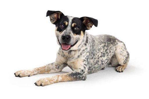 Australian Cattle Dog