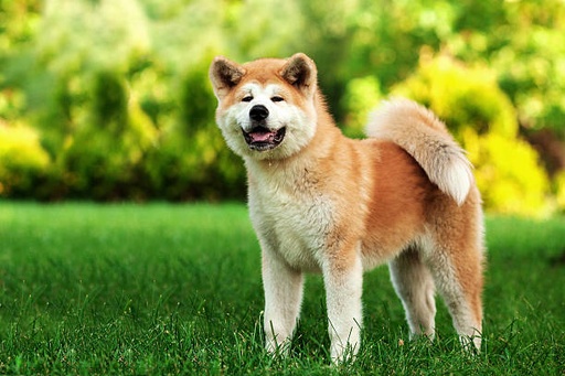 Akita Dog Breed