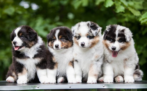 Australian Shepherd Dog Breed