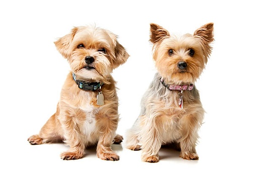 Australian Silky Terrier Dog Breed