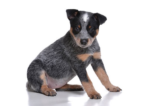 Australian Stumpy Tail Cattle Dog Breed