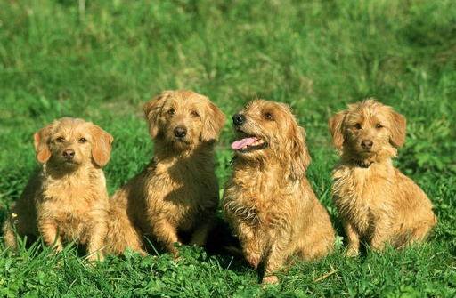 Basset Fauve De Bretagne Dog Breed
